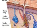  Tuyến mồ hôi nách nằm ở đâu? Cách kiểm soát mồ hôi tại nhà