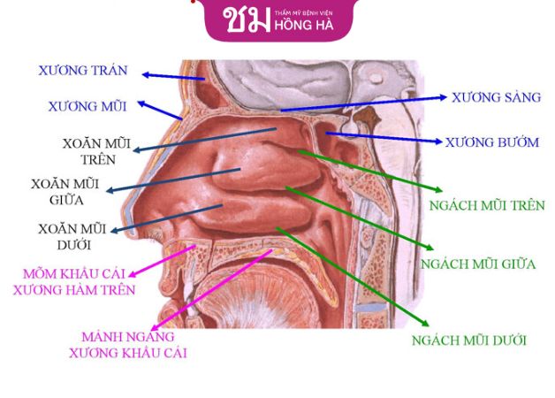 Mũi trong có cấu tạo phức tạp gồm nhiều bộ phận