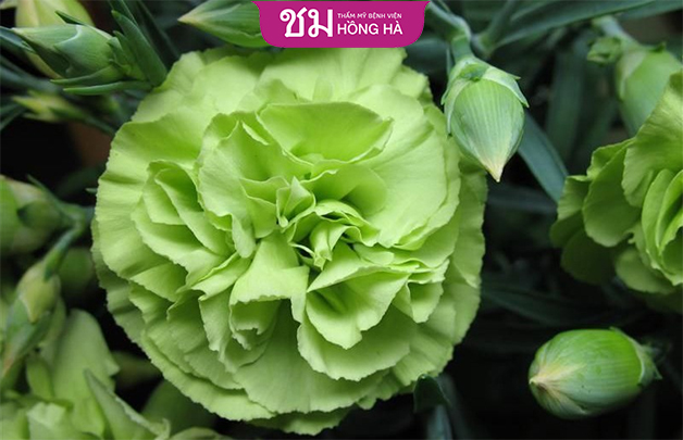 Hoa cẩm chướng màu xanh lá cây