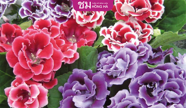 Hoa tử la lan (Viola) với màu tím đặc trưng