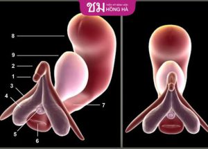 2 Phương pháp tạo bộ phận sinh dục nữ sau khi chuyển giới