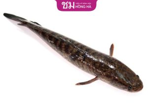 Cắt mí và ăn cá lóc: Những thực phẩm giúp phục hồi nhanh chóng