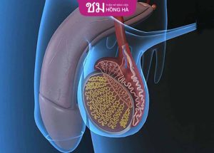 Cắt tinh hoàn: Những ảnh hưởng sức khỏe nam giới sau khi cắt bỏ