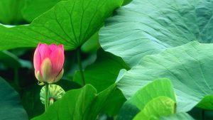 Bật mí cách sử dụng lá sen giảm cân dễ dàng thực hiện