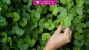 Rau má có tác dụng gì cho da mặt? Tiết lộ công thức làm đẹp hiệu quả