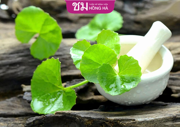 Rau má từ lâu đã được sử dụng như vị thuốc trong Đông y